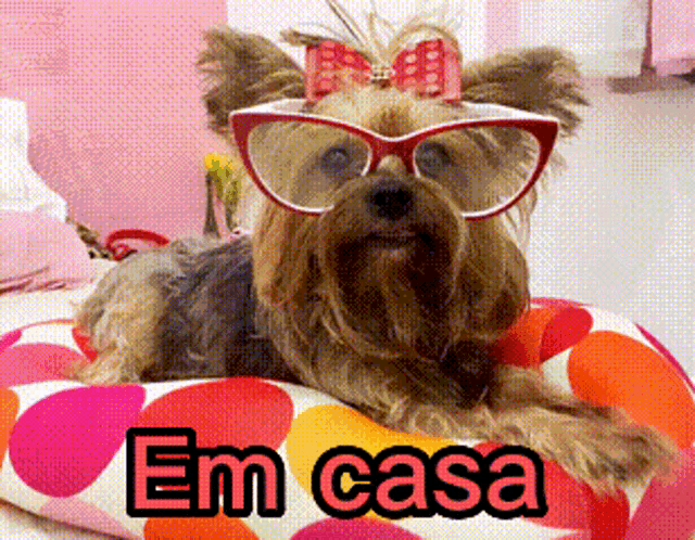 a yorkshire terrier wearing glasses and a bow sits on a polka dot pillow with the words em casa written below it
