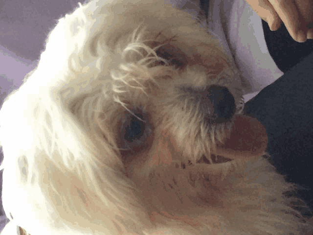 a close up of a white dog with a person 's hand behind it