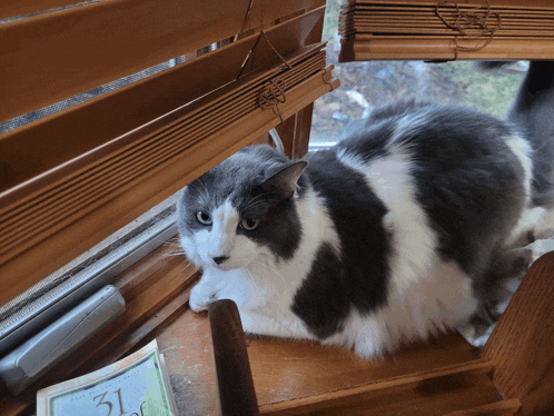 a cat sits on a window sill next to a calendar that says 31