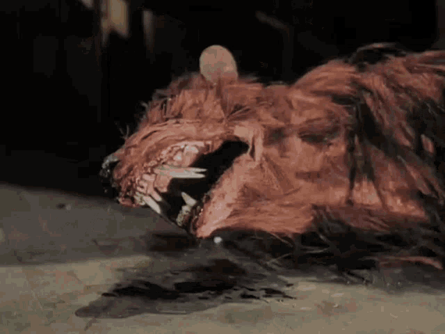 a dead rat is laying on the ground with its mouth open and blood coming out of it 's mouth .