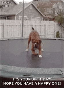 a boxer dog is jumping on a trampoline .