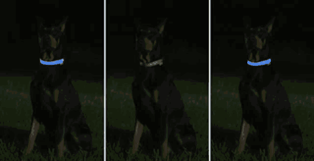a dog wearing a glow in the dark collar is sitting in the grass