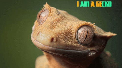 Gecko Amogus GIF - Gecko Amogus Lizard GIFs