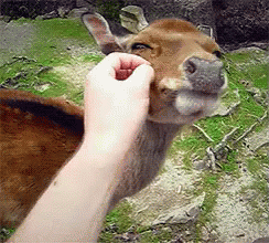 Scratch GIF - Deer Pet Friends GIFs