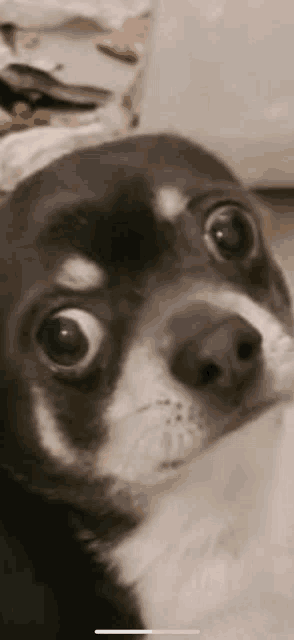 a black and white dog is looking at the camera with a surprised look on his face .