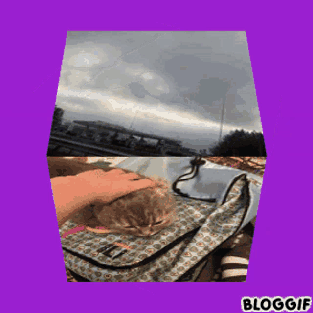 a person petting a kitten on top of a bag with the word bloggif on the bottom
