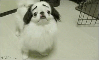 Fab Eyebrows Dog GIF - Dog Cute Dog Surprised Dog GIFs