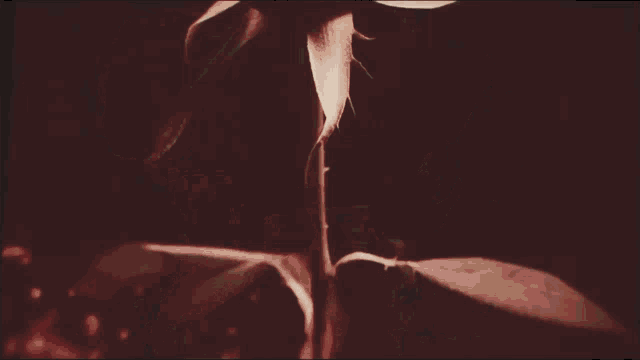 a close up of a red rose with a black background