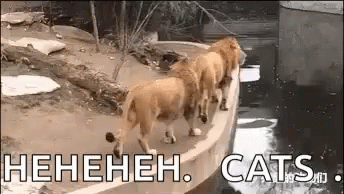 Proud Oops GIF - Proud Oops Lion GIFs