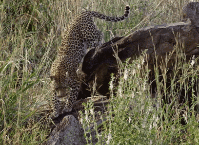 a leopard standing on top of a rock in a field