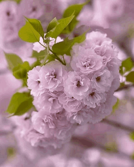 a close up of a bunch of pink flowers on a tree branch