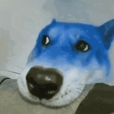 Blue Dog GIF - Blue Dog Doge GIFs