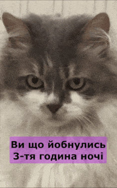 a close up of a cat with a purple border that says " 3 - ta година ночi "