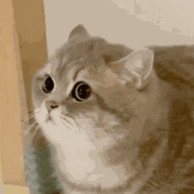 a close up of a cat 's face with a blurred background .
