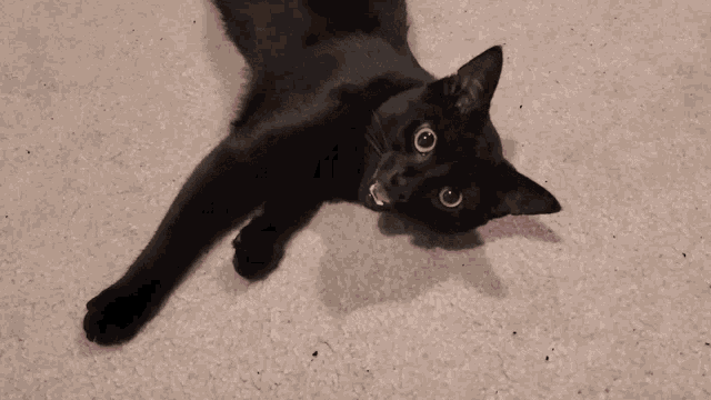 Cat Cat Panting GIF - Cat Cat Panting Panting GIFs