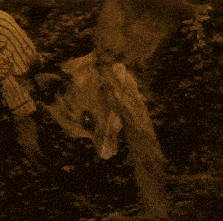 a person is holding a fox that is laying on its back in the dirt