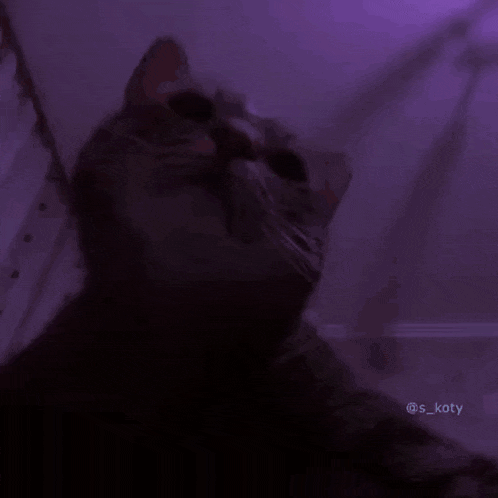 a close up of a cat looking up at the camera in a dark room .