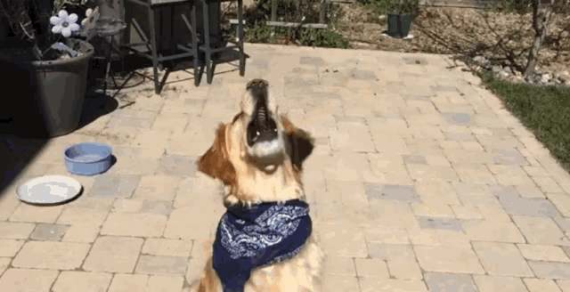 Fritz Dogs GIF - Fritz Dogs GIFs