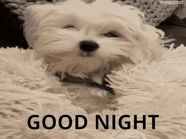a small white dog laying on a fluffy blanket with the words " good night " written below it