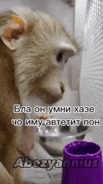 a monkey drinking from a purple cup with a caption that says abezyannius