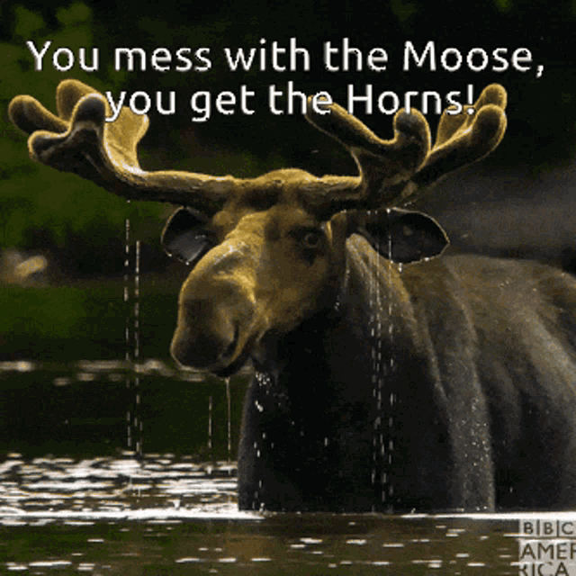 Moose Horns GIF - Moose Horns Fifo GIFs