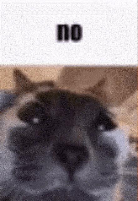 a close up of a cat 's face with the words `` no '' written on the bottom .
