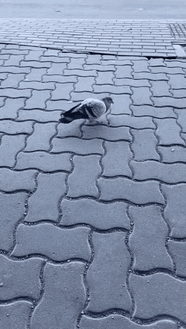 a pigeon is standing on a brick sidewalk looking for food