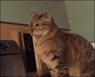 a cat peeking out from behind a door with a 4gifs.com logo in the corner