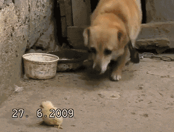 We Match! This One Is Mine! GIF - Dog Pickup Chick GIFs