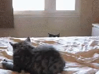Cat Stalking GIF - Cat Stalking Kitten GIFs
