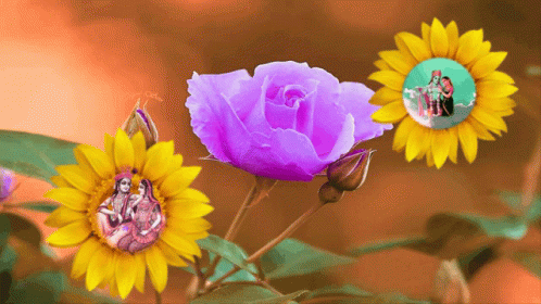 Jai Sh Krishna Flowers GIF - Jai Sh Krishna Flowers Sunflower GIFs