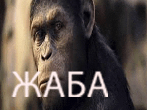a close up of a chimpanzee 's face with the word jabba in white letters behind it .