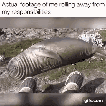 Rolling Away Seal GIF
