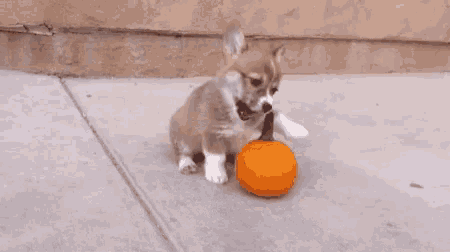 a corgi puppy is playing with an orange ball .