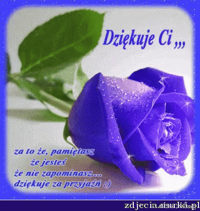 a purple rose is on a blue background with a message in polish