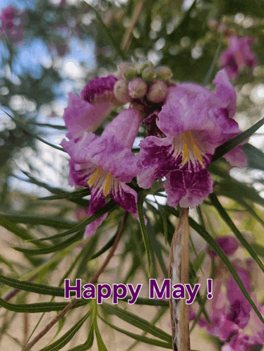 a picture of purple flowers with the words happy may on the bottom