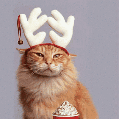 a cat wearing reindeer antlers is holding a cup of starbucks hot chocolate