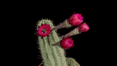 three pink flowers are growing on a cactus plant