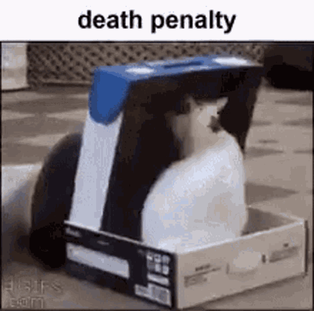 Cat Death Penalty GIF - Cat Death Penalty GIFs