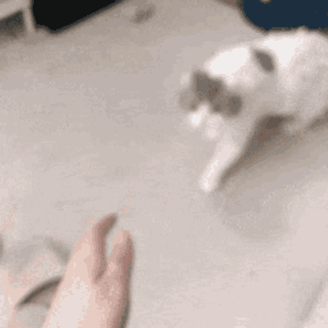 a person petting a cat on the floor next to shoes