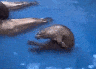 a group of seals are swimming in a blue pool .
