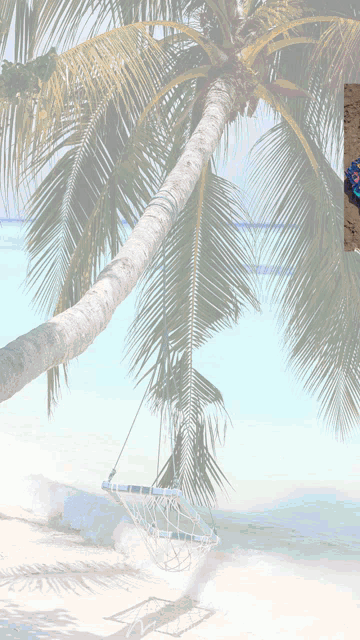 a hammock is hanging from a palm tree on the beach