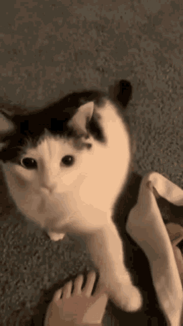 Pay Attention Cat Look At Me GIF - Pay Attention Cat Look At Me Answer Please GIFs
