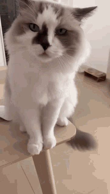 a white and brown cat is sitting on a wooden table looking at the camera .