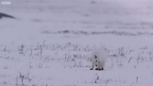 Arctic Fox Curious GIF - Arctic Fox Fox Curious GIFs