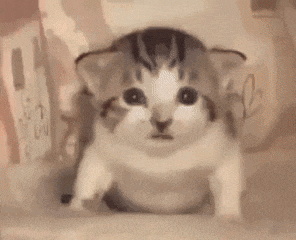 a cat is standing on its hind legs with the words `` ola so '' written on it .