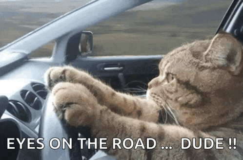 a cat is driving a car and the caption says eyes on the road dude !!