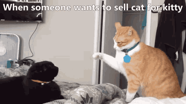Cats Slapping GIF - Cats Slapping GIFs