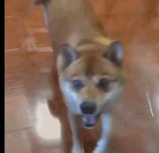 Shiba Doge GIF