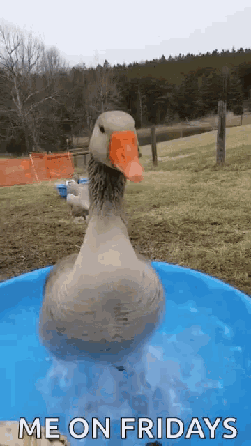 Duck Dabbling GIF